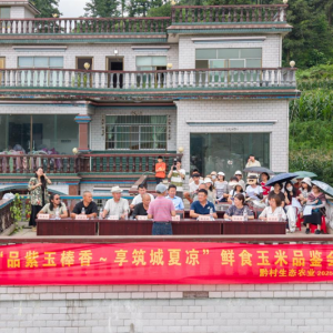 贵州鲜食玉米品鉴会：品紫玉棒香 享筑城夏凉